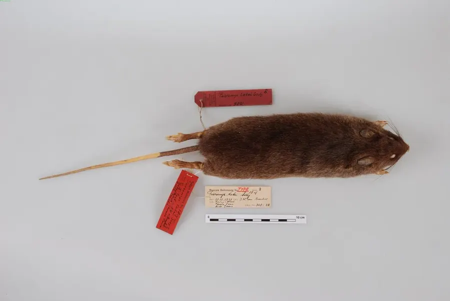 The Tondano rat card