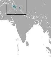 La carte Crocidura pullata