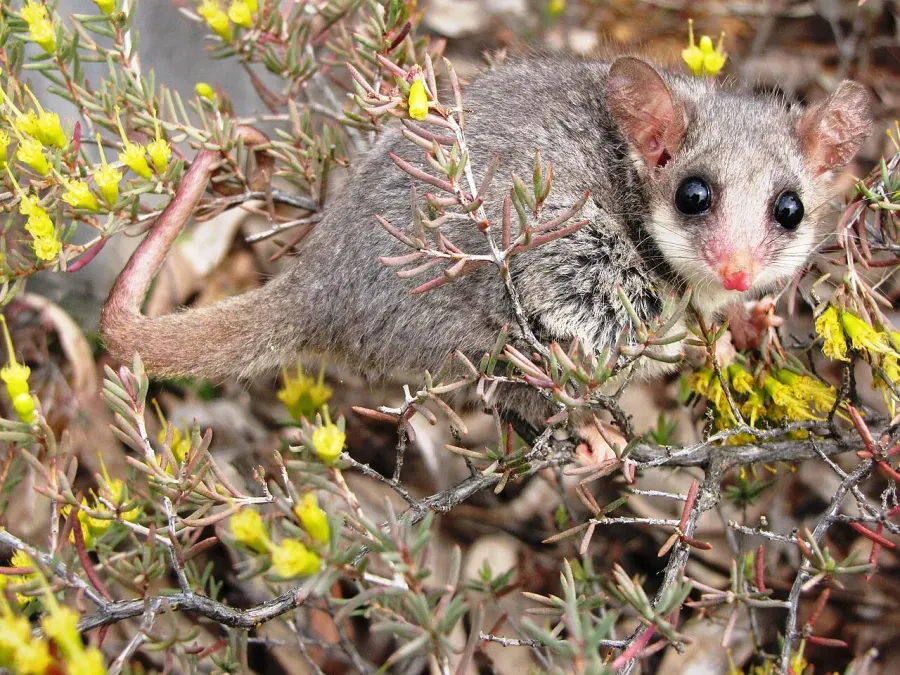 The Eastern pygmy possum card