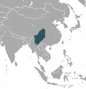 La carte Uropsilus gracilis