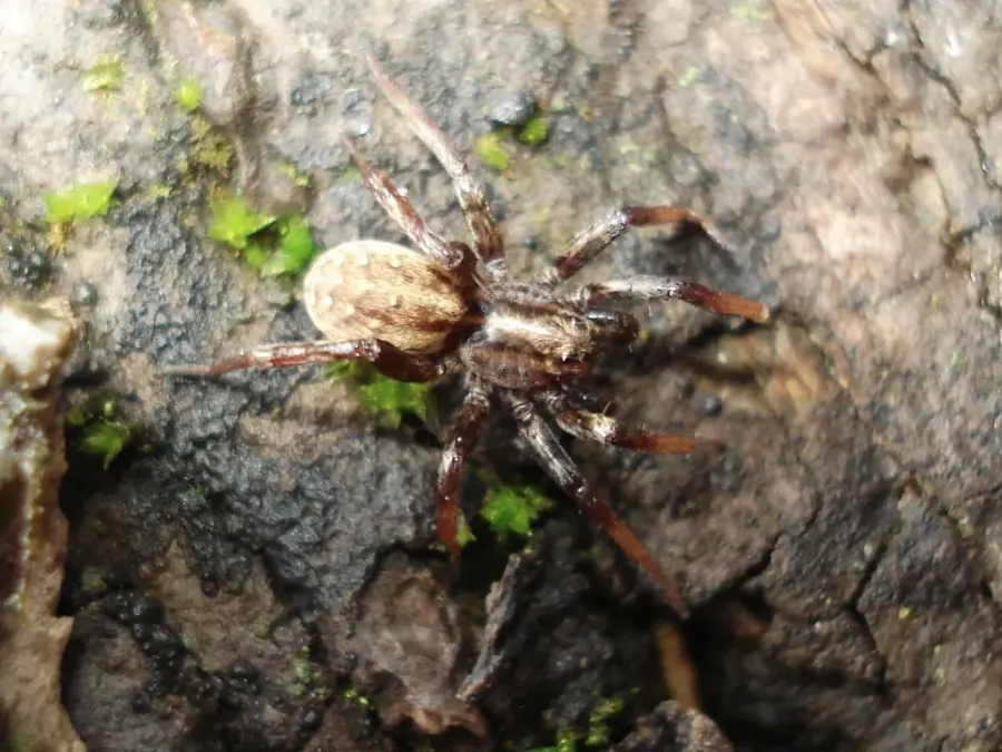 The Hygrolycosa card