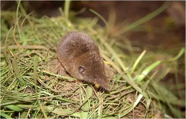 The North African white-toothed shrew card