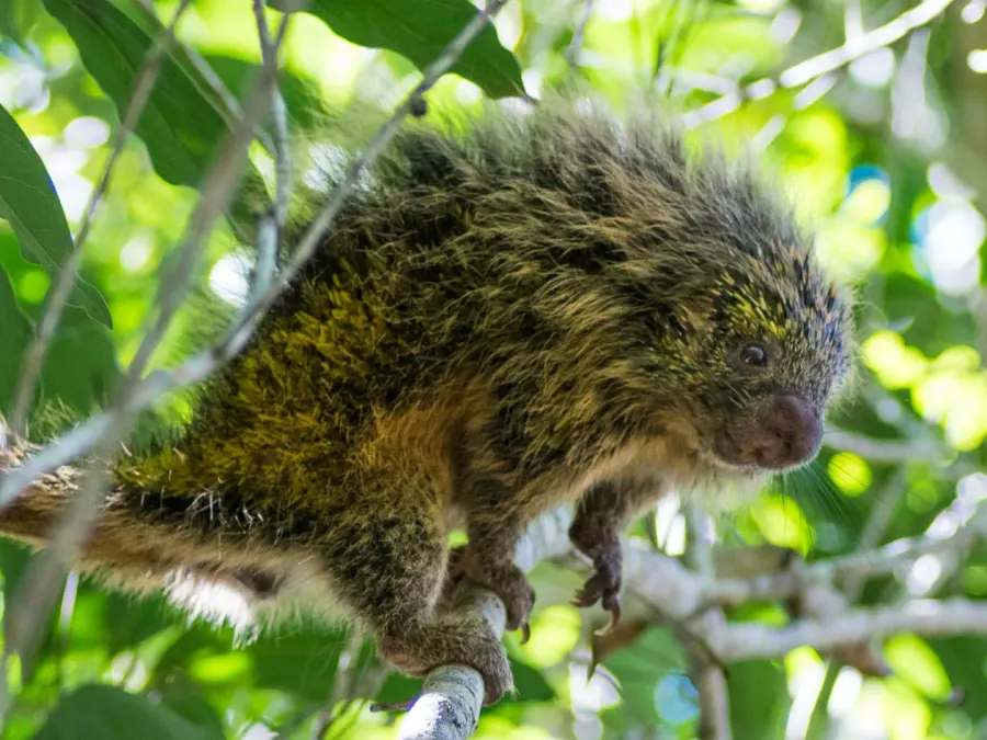 La carte Sphiggurus spinosus