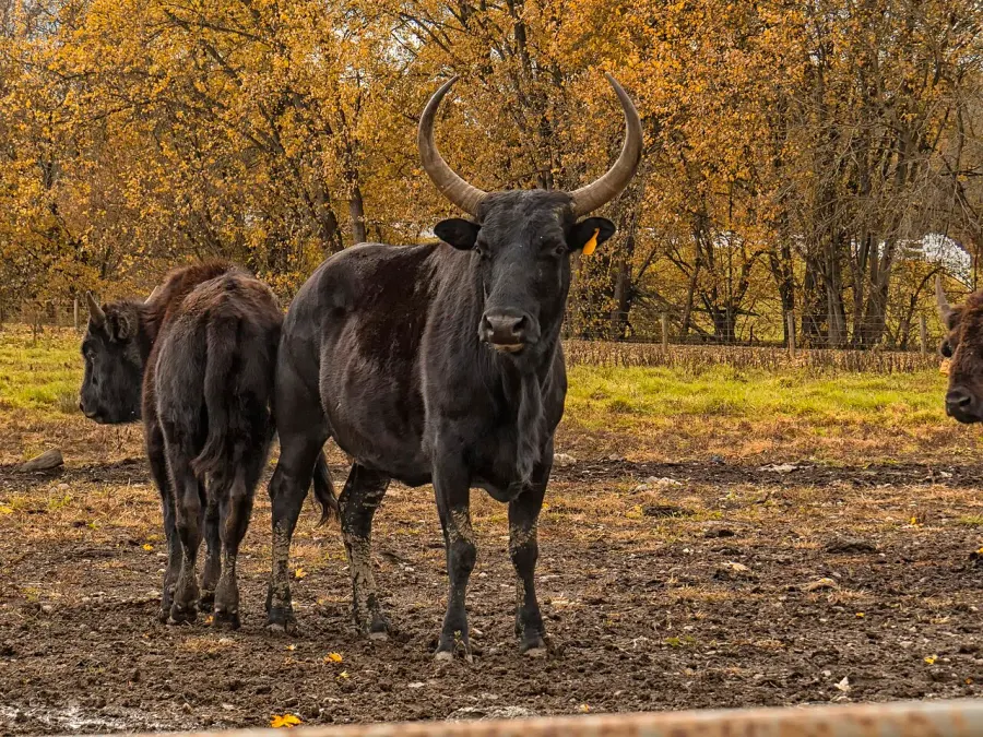 La carte Beefalo