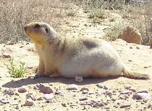 La carte Spermophilus fulvus