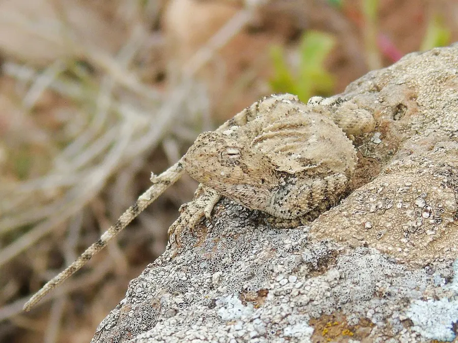 La carte Trapelus ruderatus