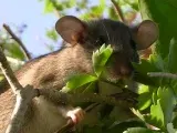 The Eastern woodrat card