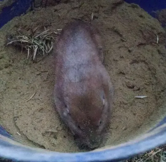 The Southeastern pocket gopher card