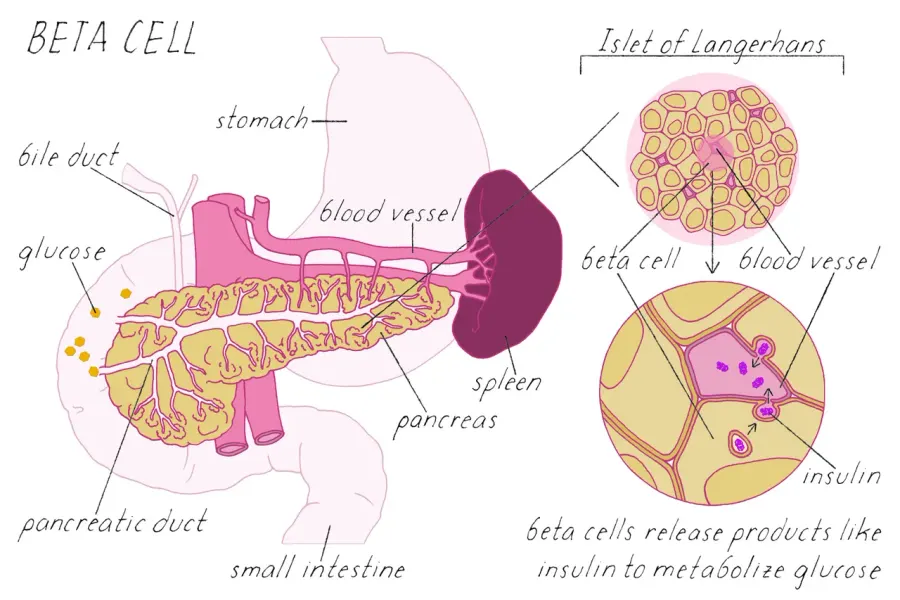 The Beta cell card