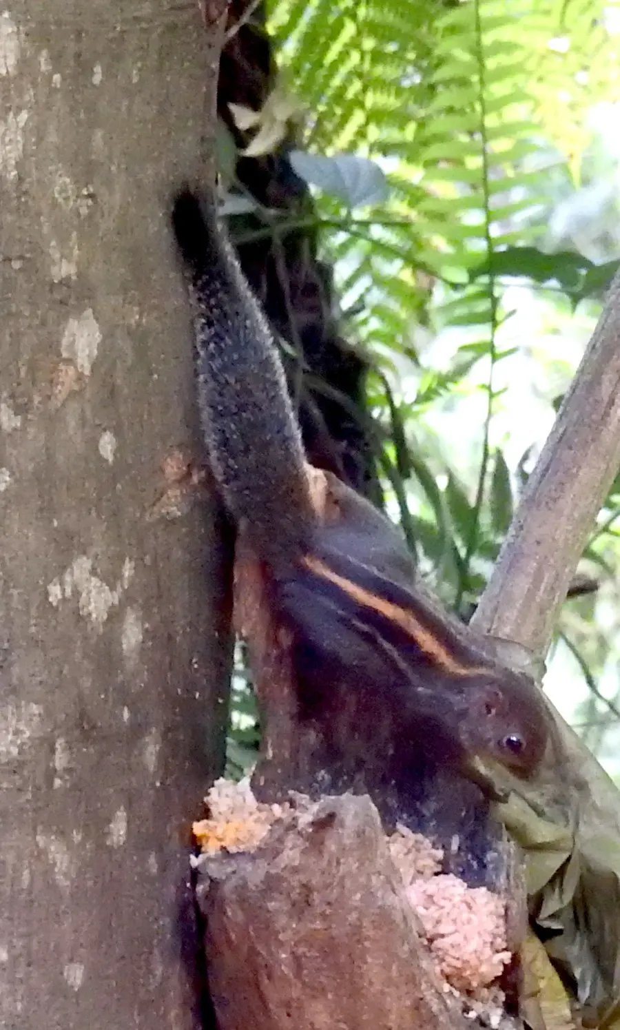 The Layard's palm squirrel card