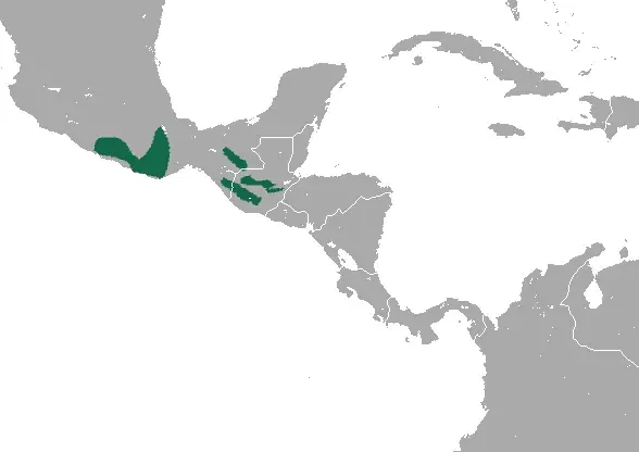 The Verapaz shrew card
