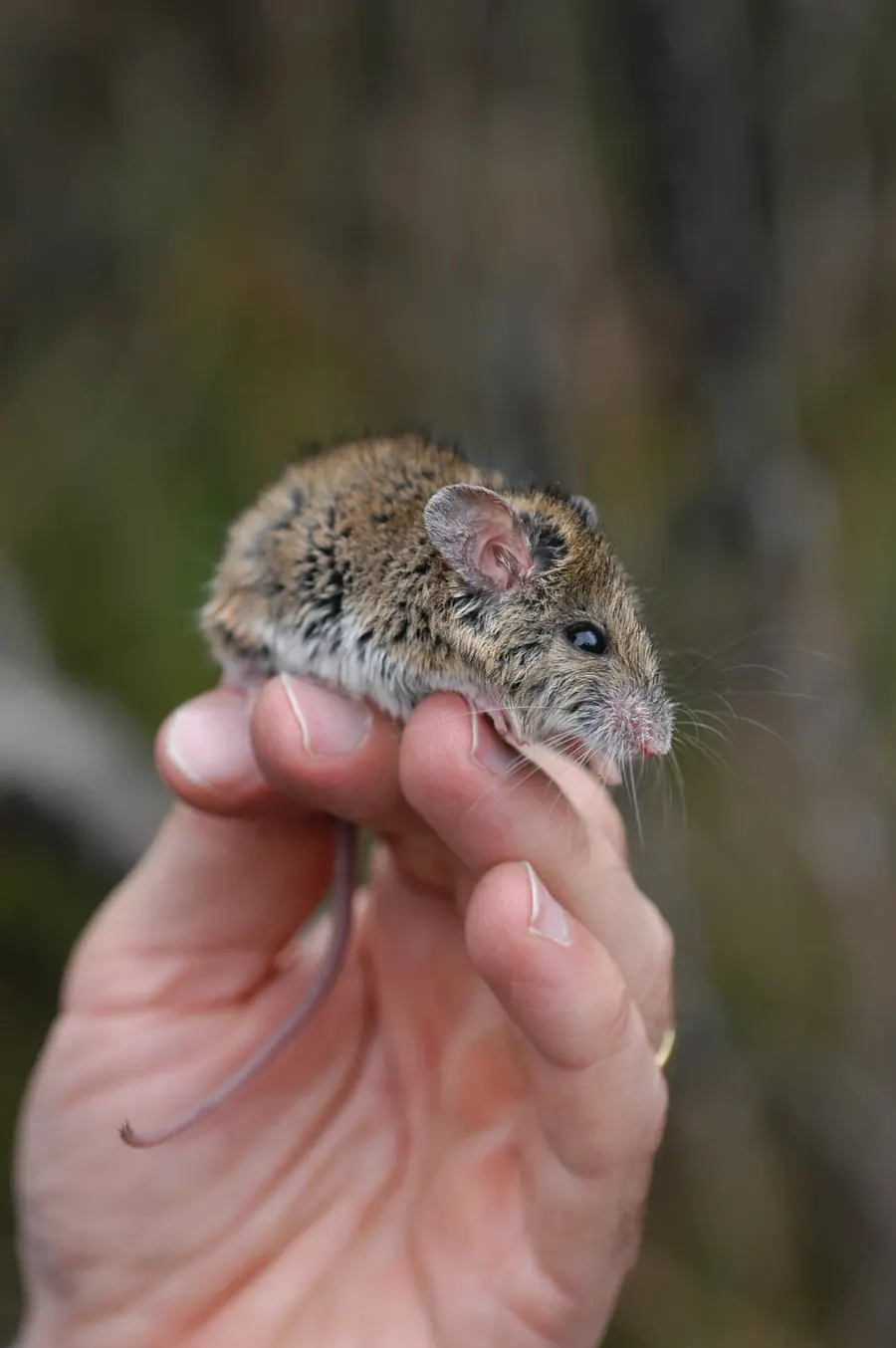 The New Holland mouse card