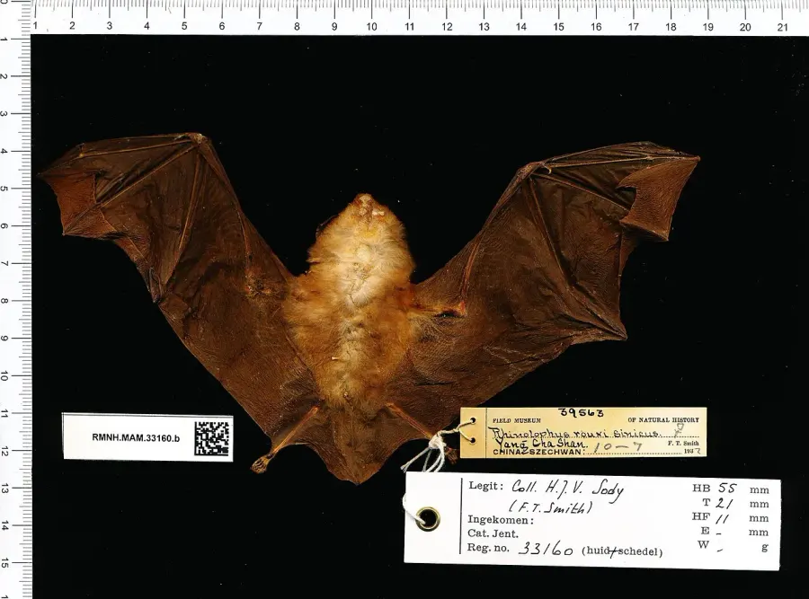 The Chinese rufous horseshoe bat card