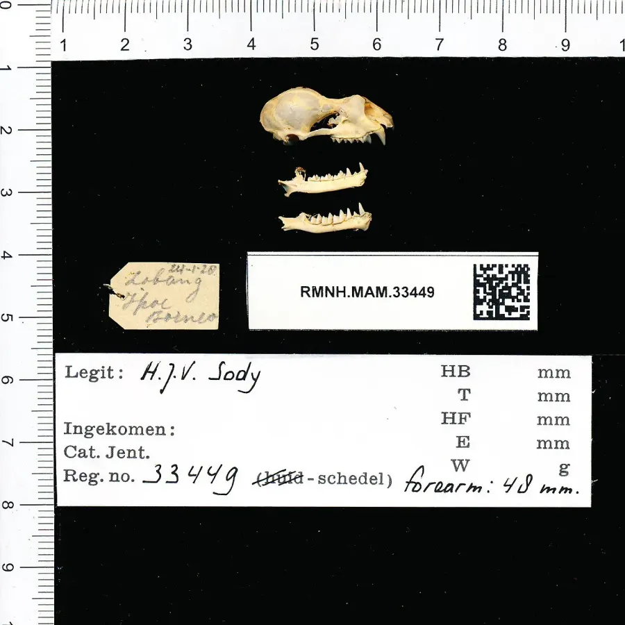 La carte Rhinolophus creaghi