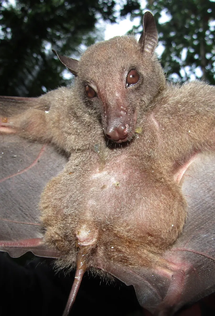 The Sulawesi rousette card