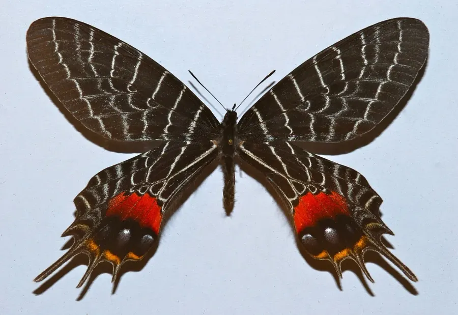 The Bhutanitis lidderdalii card