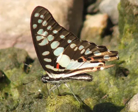The Graphium doson card