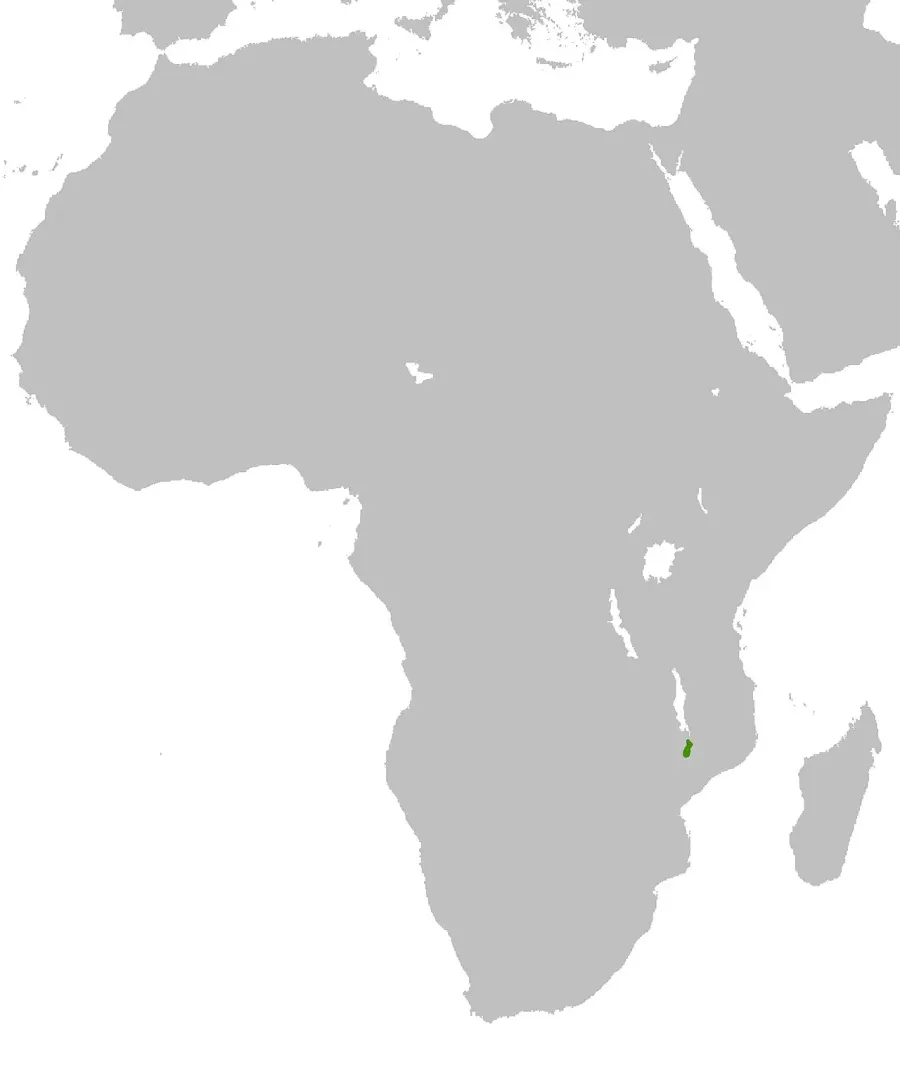 La carte Graphiurus johnstoni