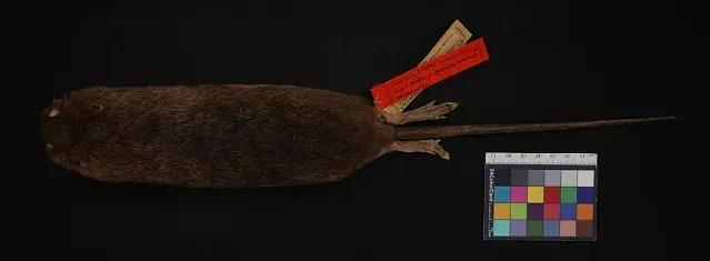 The Nectomys rattus card