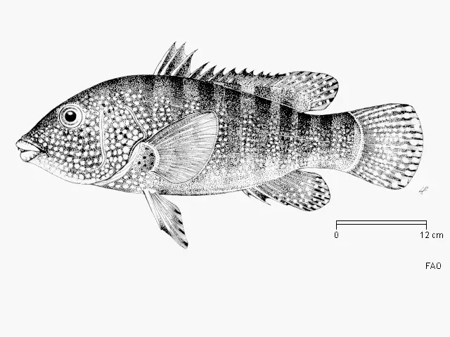 La carte Anchichoerops natalensis