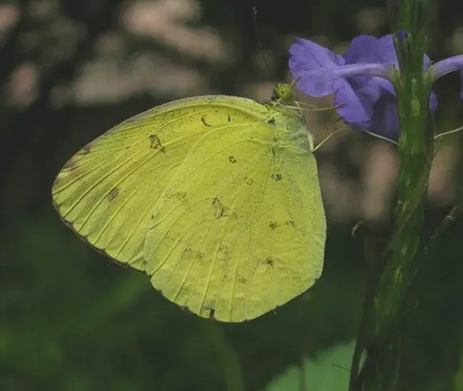 The Eurema hecabe card