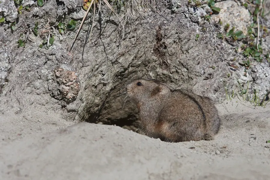 The Ungava collared lemming card