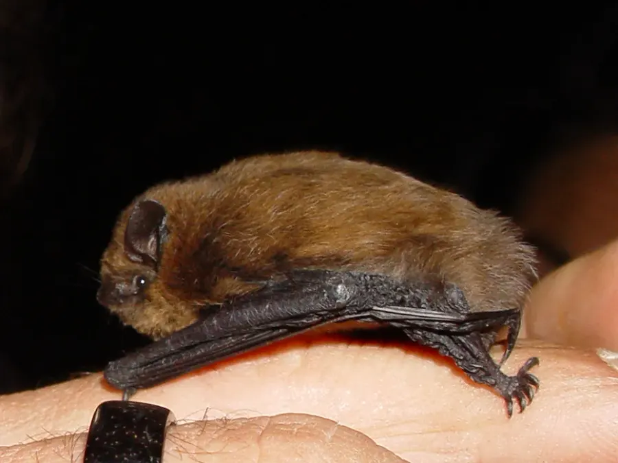 La carte Pipistrellus pipistrellus