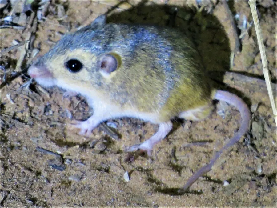 La carte Perognathus merriami