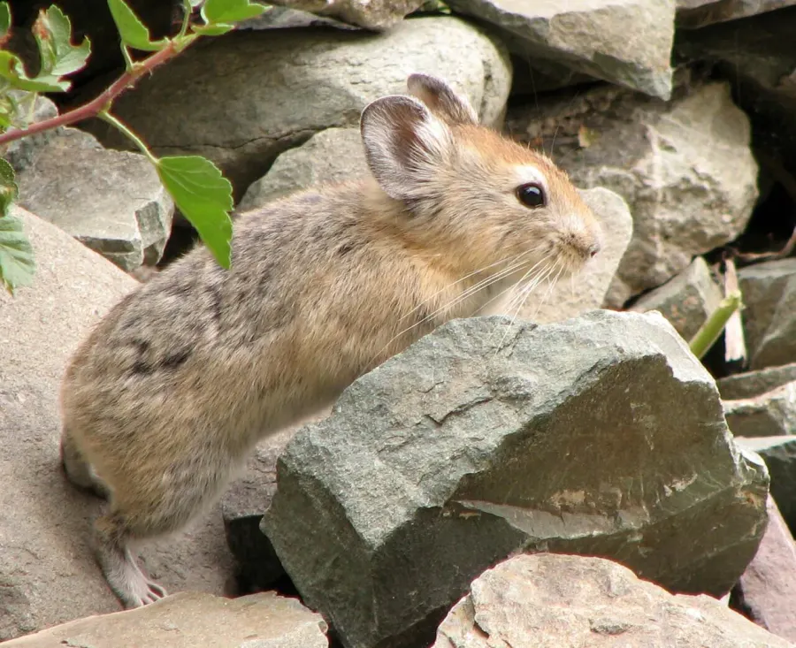 The Large-eared pika card