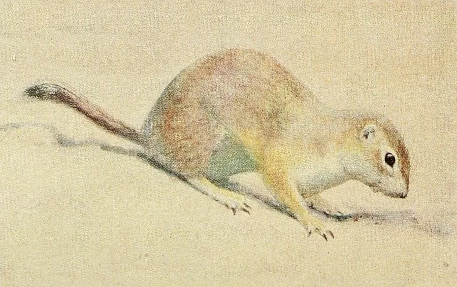 La carte Xerospermophilus mohavensis