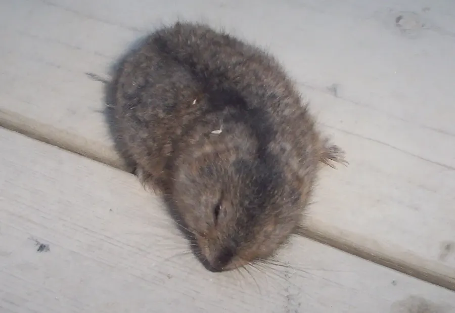The Canadian lemming card