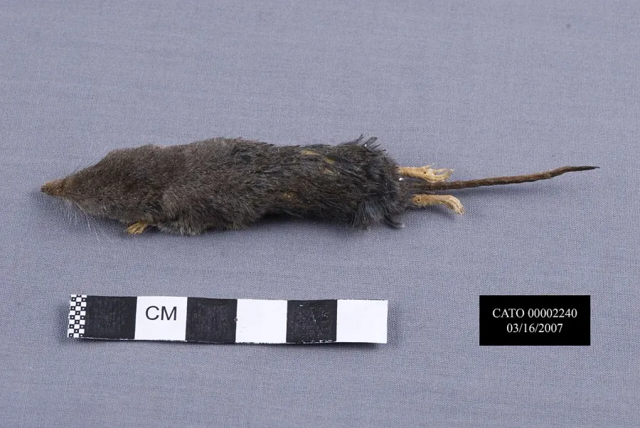 The Smoky shrew card