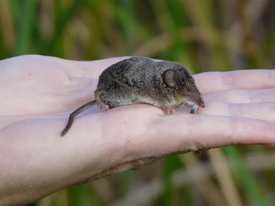 The Ornate shrew card