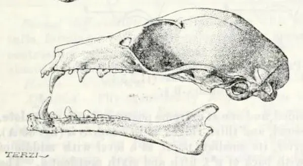 La carte Megaloglossus woermanni