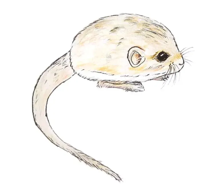La carte Salpingotus crassicauda