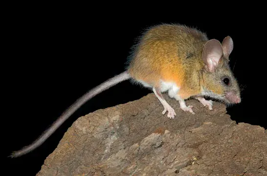 The California deermouse card