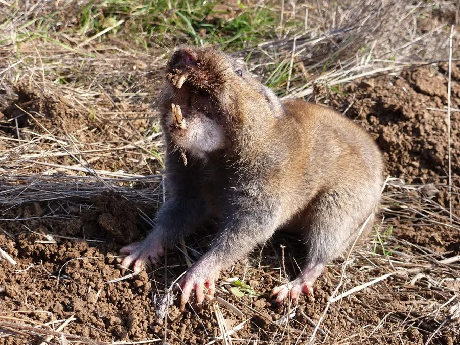 The Camas pocket gopher card