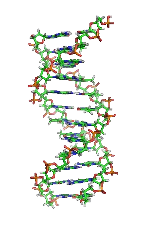 The DNA computing card