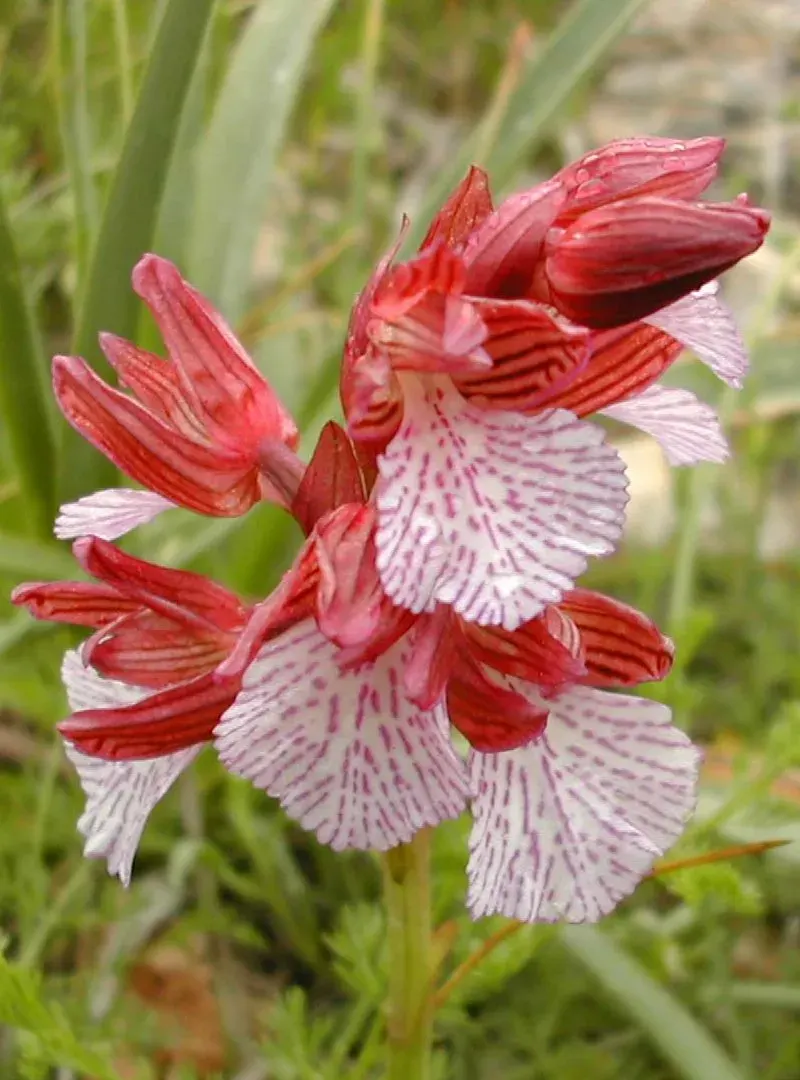 The Orchidales card
