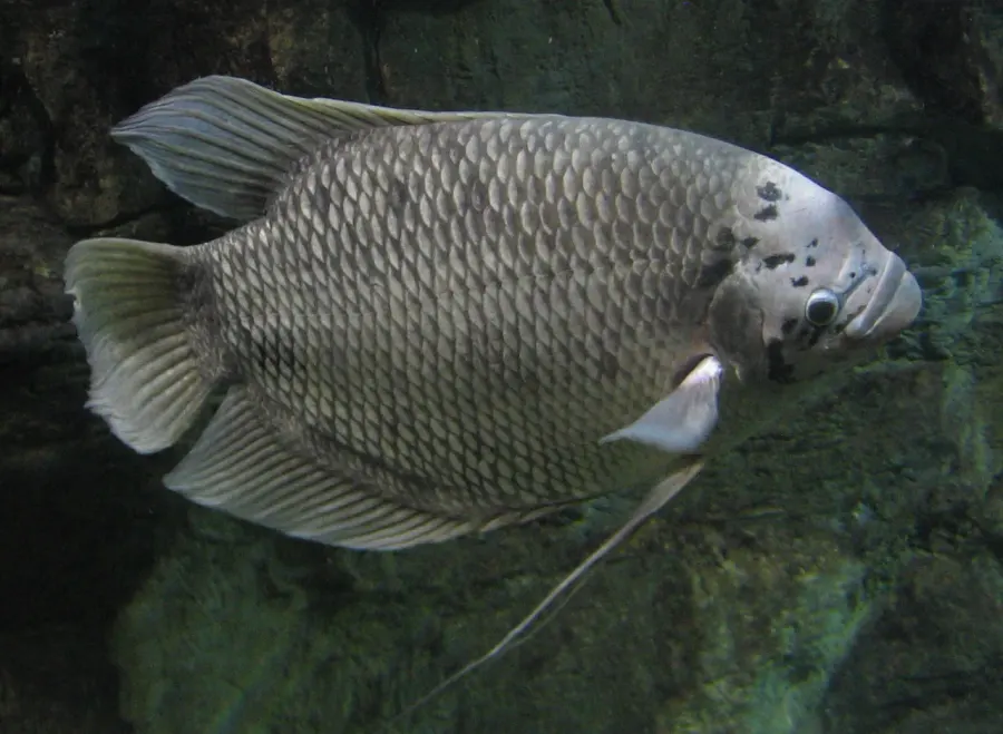 La carte Gourami géant