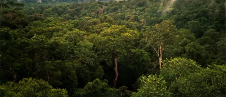 The Amazon rainforest card