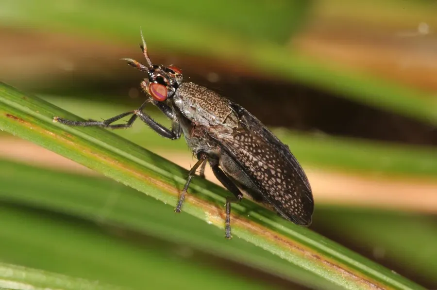 The Sciomyzidae card