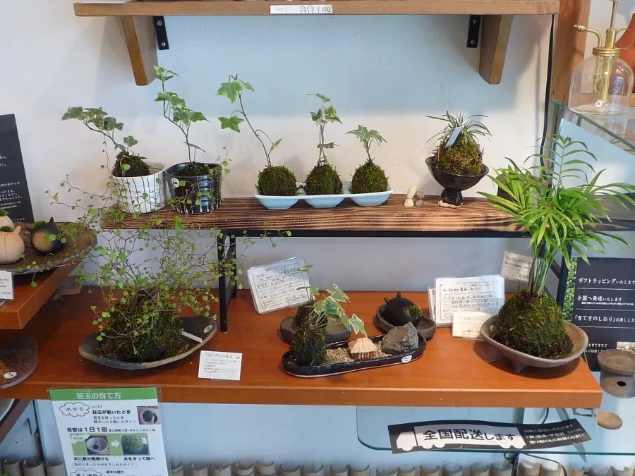 La carte Kokedama