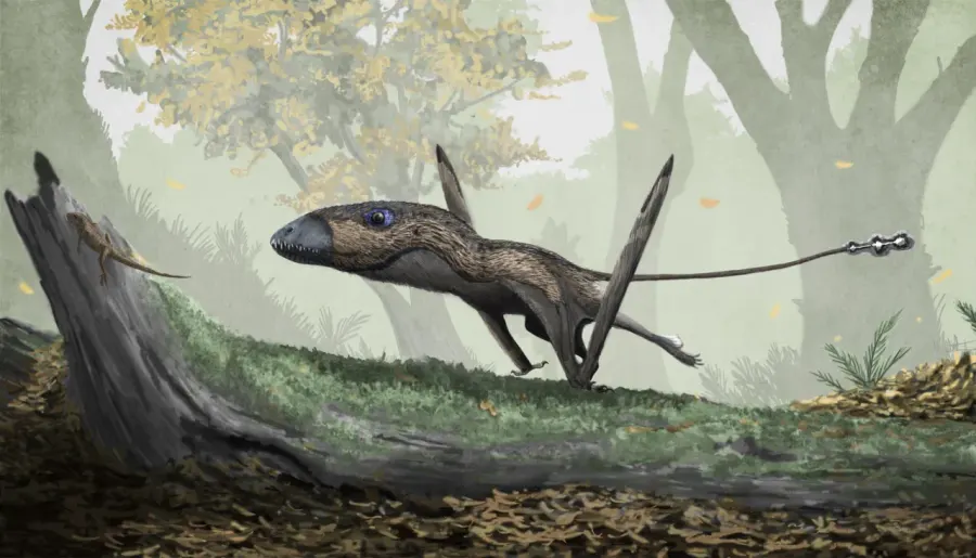 La carte Rhamphorhynchoidea