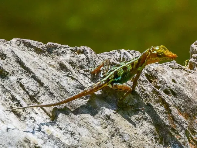 The Anolis vermiculatus card