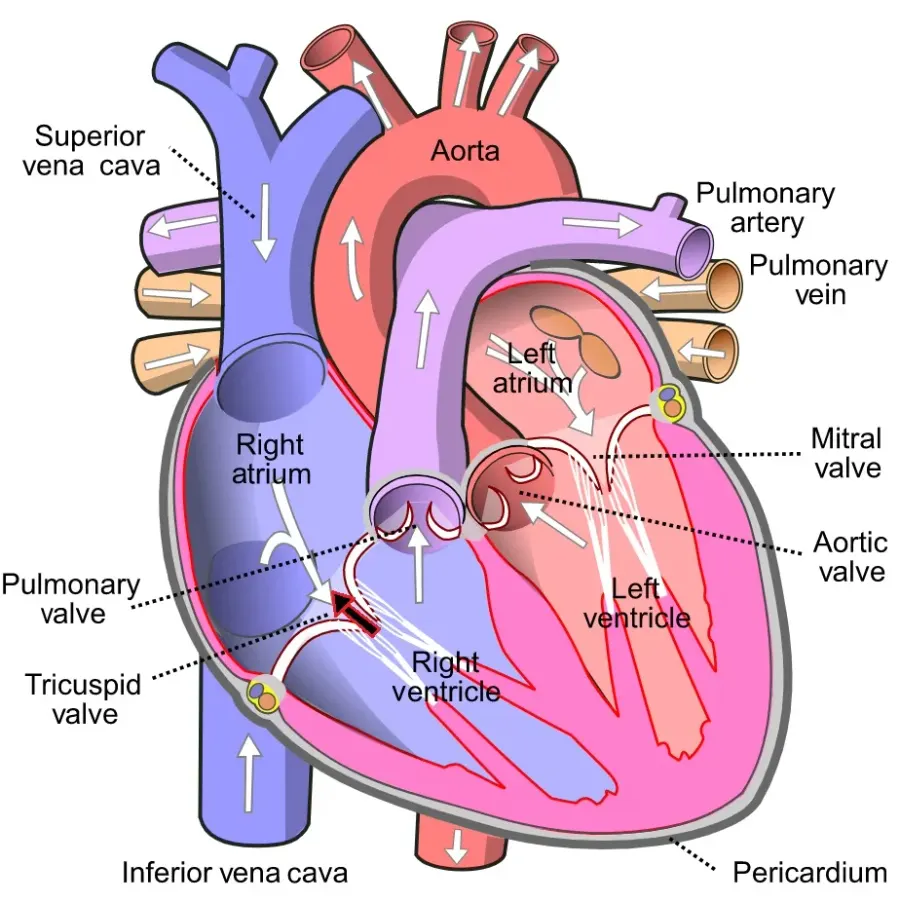 The Tricuspid regurgitation card