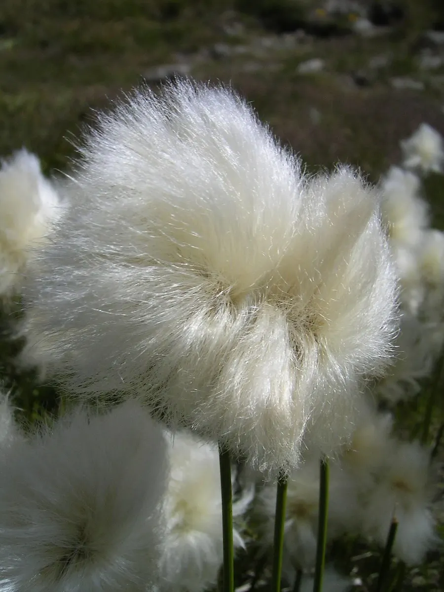 The Eriophorum scheuchzeri card