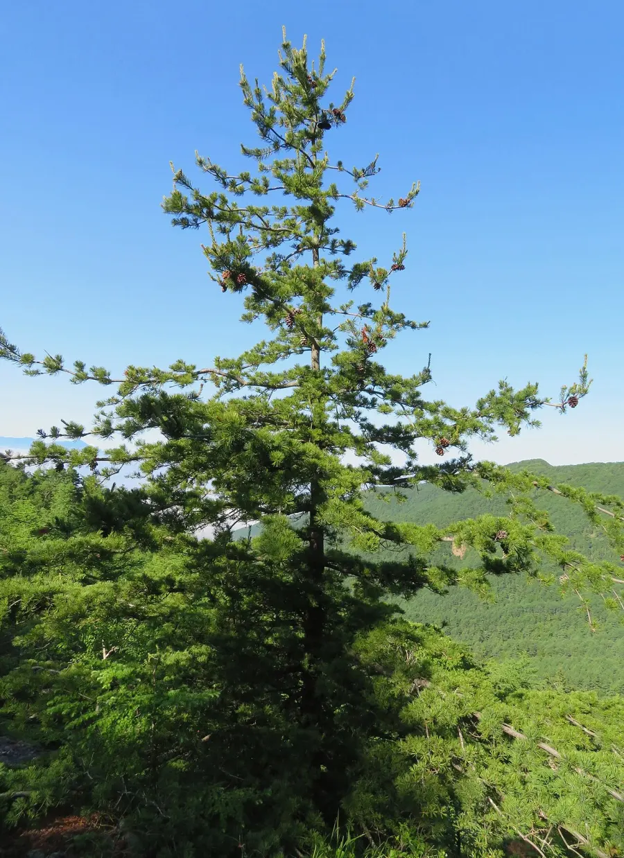 The Pinus parviflora card