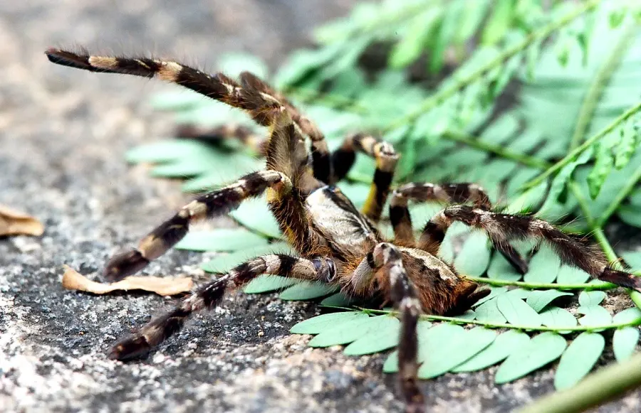 The Poecilotheria regalis card