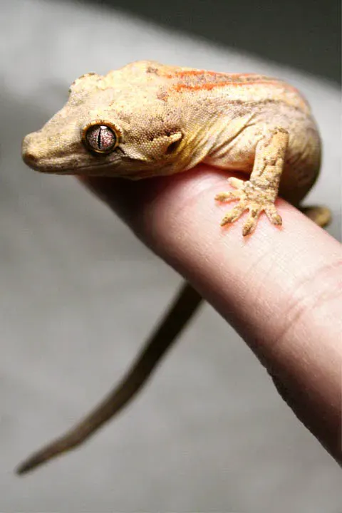 The Gargoyle gecko card